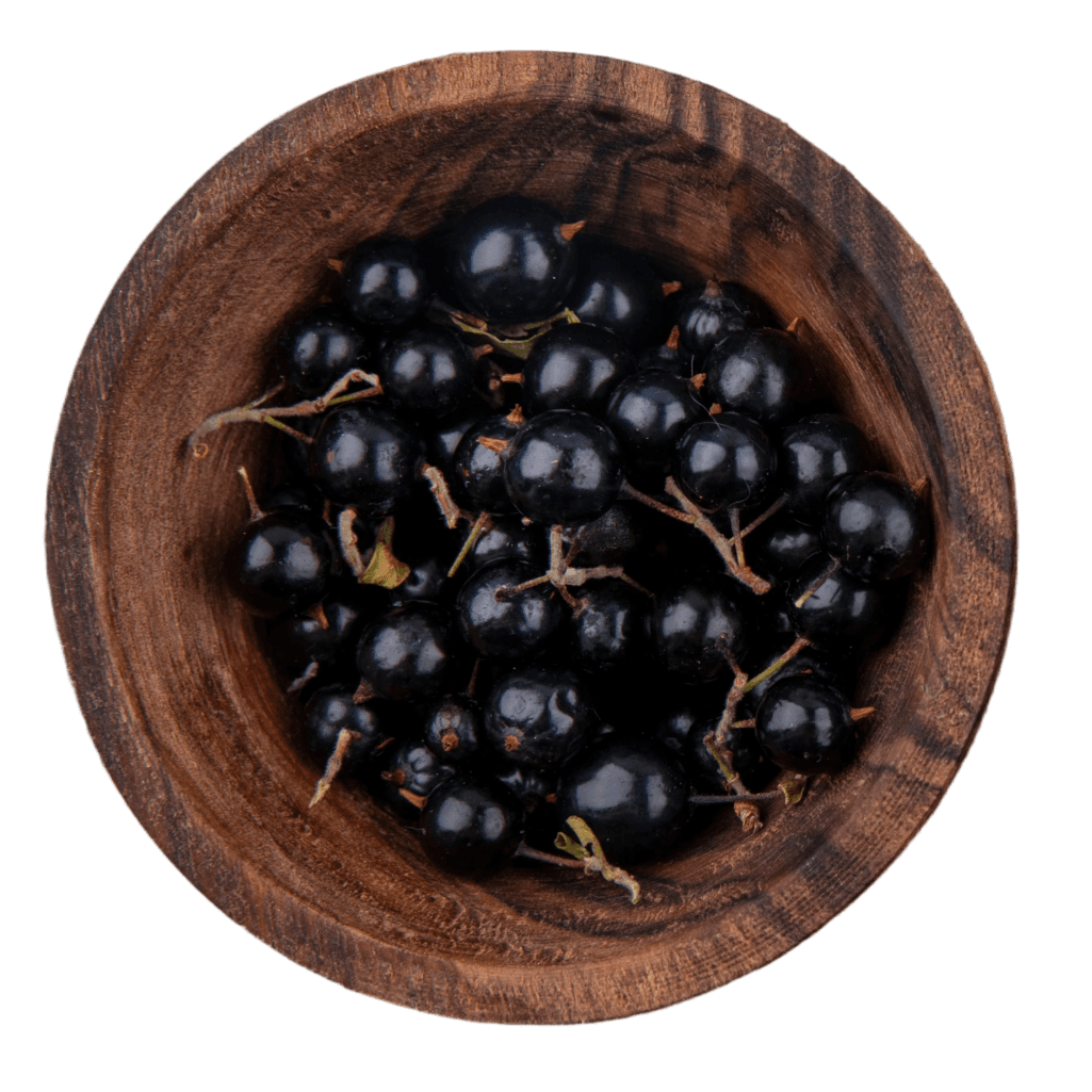 Close-up of aronia berry cluster